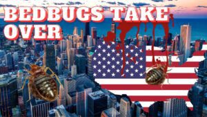 Bed bug infestations increase in Chicago IL and the US
