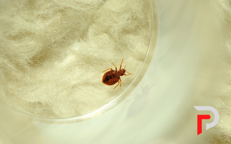 photo of adult brown and red bedbug